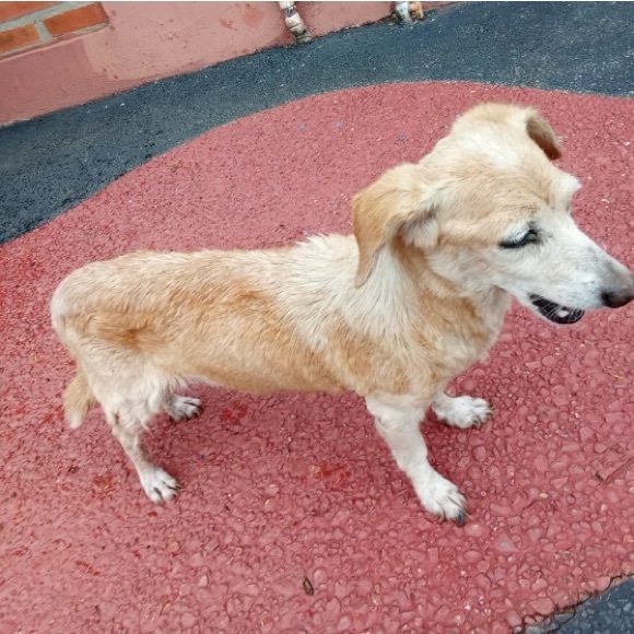 Here are some of my rescues ❤️ will add pics of every saved animal 🙏 - Picture 10 of 12